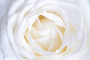orgasm-sex-flower