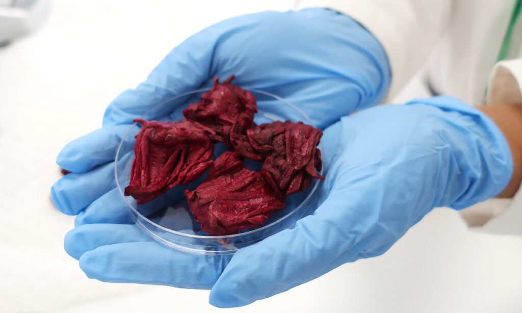 A pair of hands wearing blue latex gloves hold a petri dish containing four dried roselle calyces.